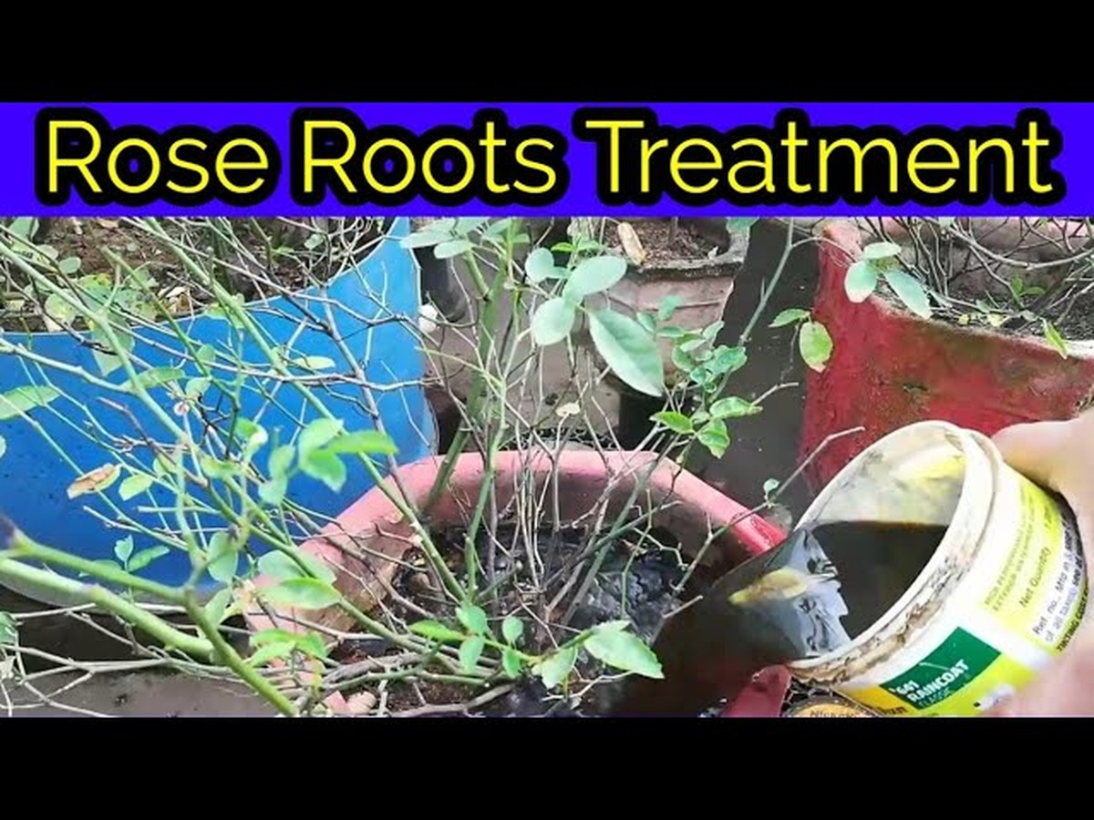 Floralisté prozrazují: proč používat sůl na kořeny růží - image 1