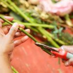 Floristu se ptáme: proč vždy krájejí stonky květin pod úhlem