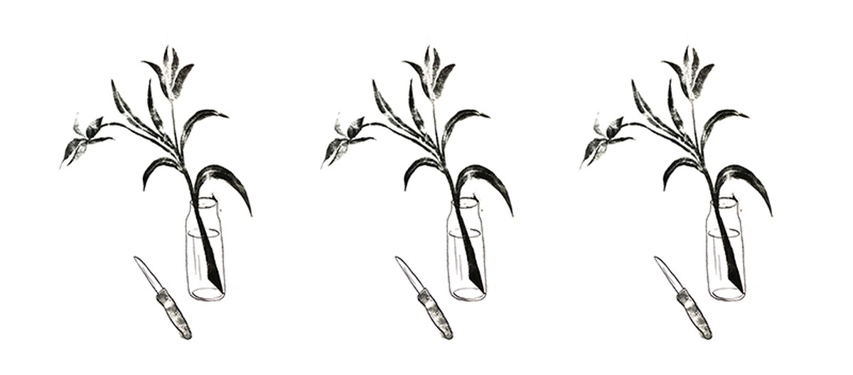 Floristu se ptáme: proč vždy krájejí stonky květin pod úhlem - image 1