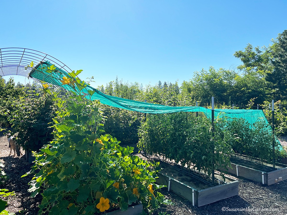 Hliníková fólie pod květiny odsává teplo – trik proti spálení listů - image 1