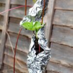 Hliníková fólie za květináče? Proč se jí zbavují všichni zkušení zahradníci