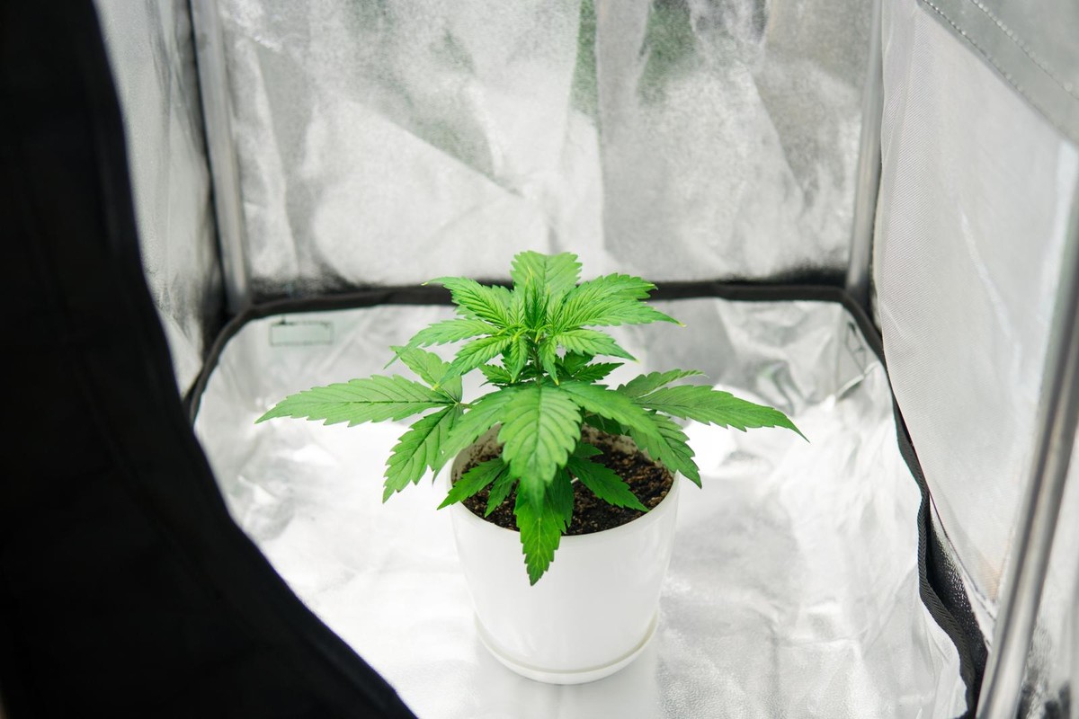 Hliníková fólie za květináč zajistí světlo tam, kde nic neroste - image 1