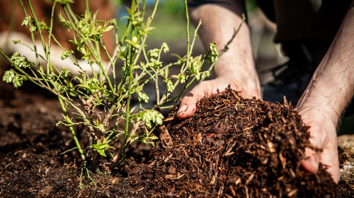 Kávová sedlina v půdě: proč ji experti zasypávají kolem rajčat a jahod - image 2