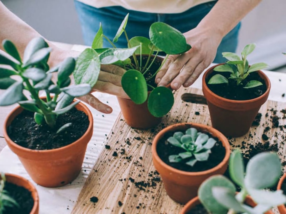 Kávový filtr jako záhradní pomocník: Proč jej zahrnout kolem rostlin? - image 1