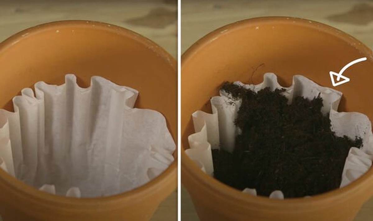 Kávový filtr jako záhradní pomocník: Proč jej zahrnout kolem rostlin? - image 2