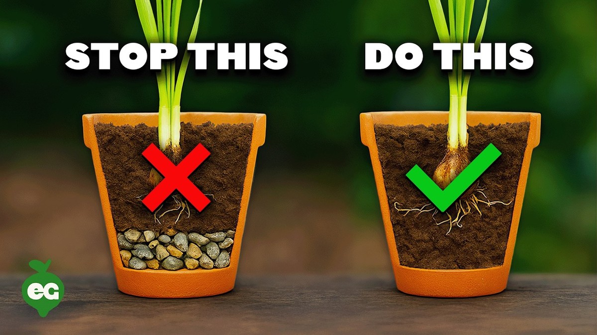 Kávový filtr v květináči? Trik na vlhkost, který znají jen zahradníci - image 1