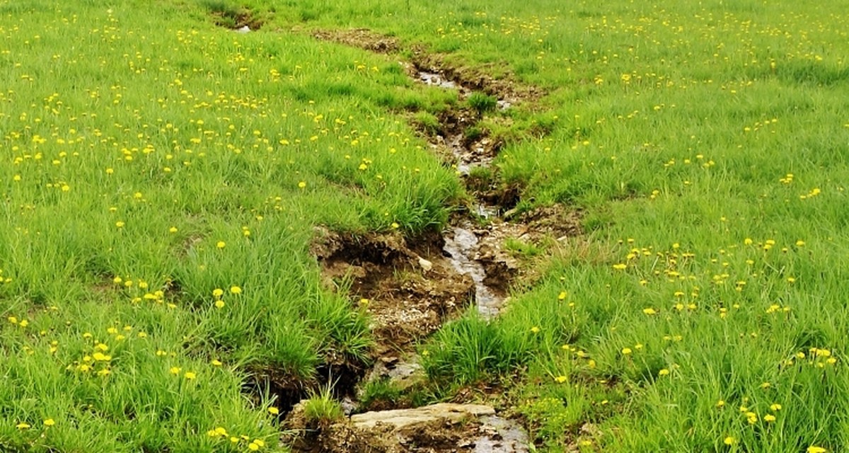 Kávový filtr v květináči? Trik, který zastaví erozi půdy o 40% - image 2