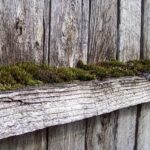 Koupit nový plot? Nejdříve zkuste tento prostředek na odstranění mechu z dřeva