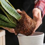 Květináře varují: tato chyba při přesazování stojí vás stovky korun