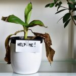 Květináři varují: jeden čin vám zničí ozelenění během týdne