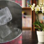 Květinář radí: Tři kousky ledu v květináči vyřeší problém více než úpravy půdy