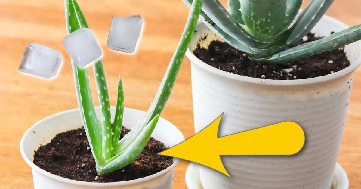 Květinář radí: Tři kousky ledu v květináči vyřeší problém více než úpravy půdy - image 1