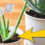 Ledová tříska v květináči v létě znamená poloviční spotřebu vody