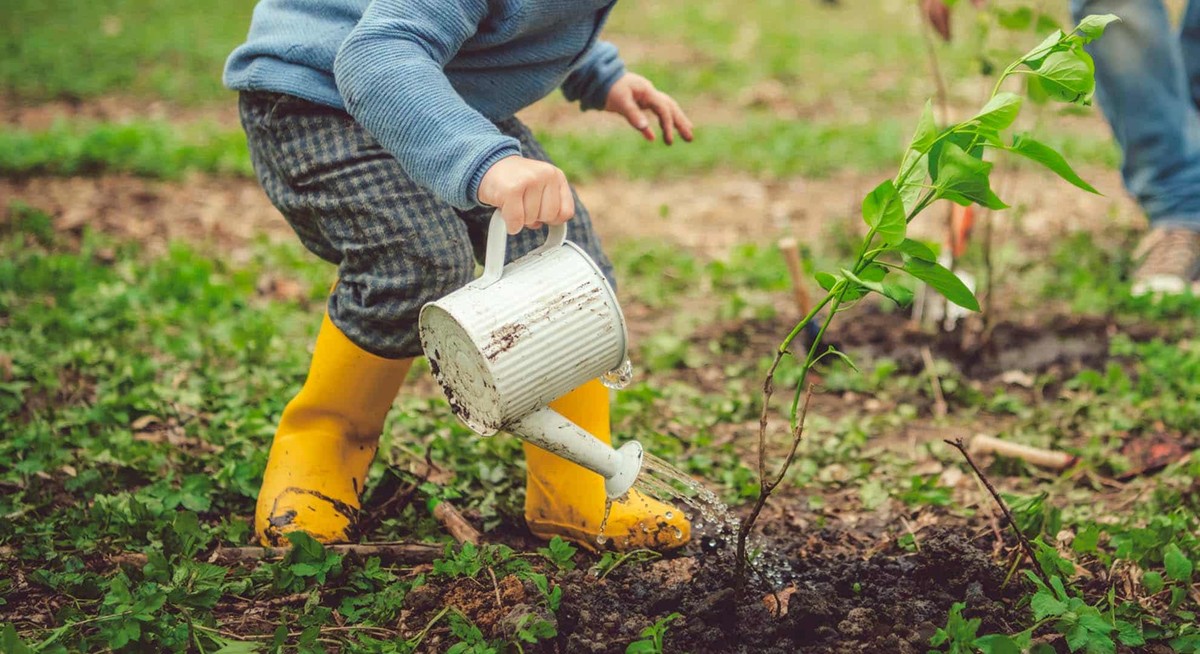 Ledová tříska v květináči v létě znamená poloviční spotřebu vody - image 2