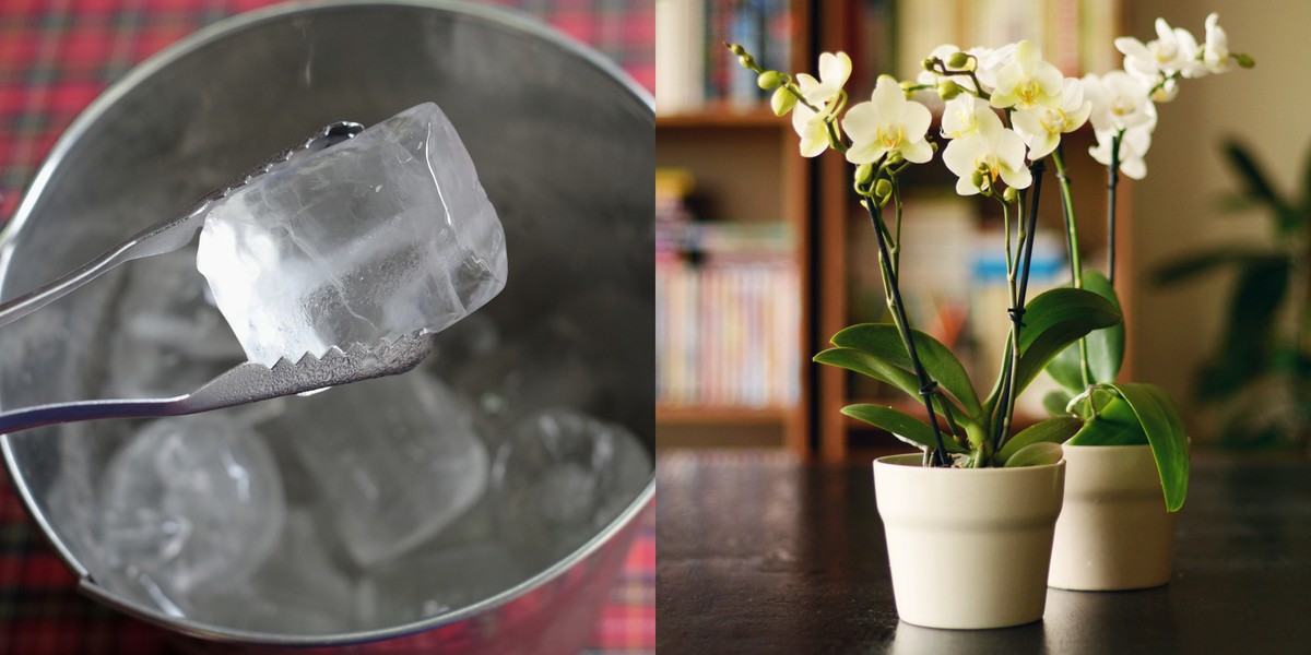 Ledová tříšť v zálivce: zásadový trik pro rozmarýn v létě - image 2