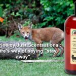 Liščí moč na záhonech: proč to zahradníci skrývají před sousedy