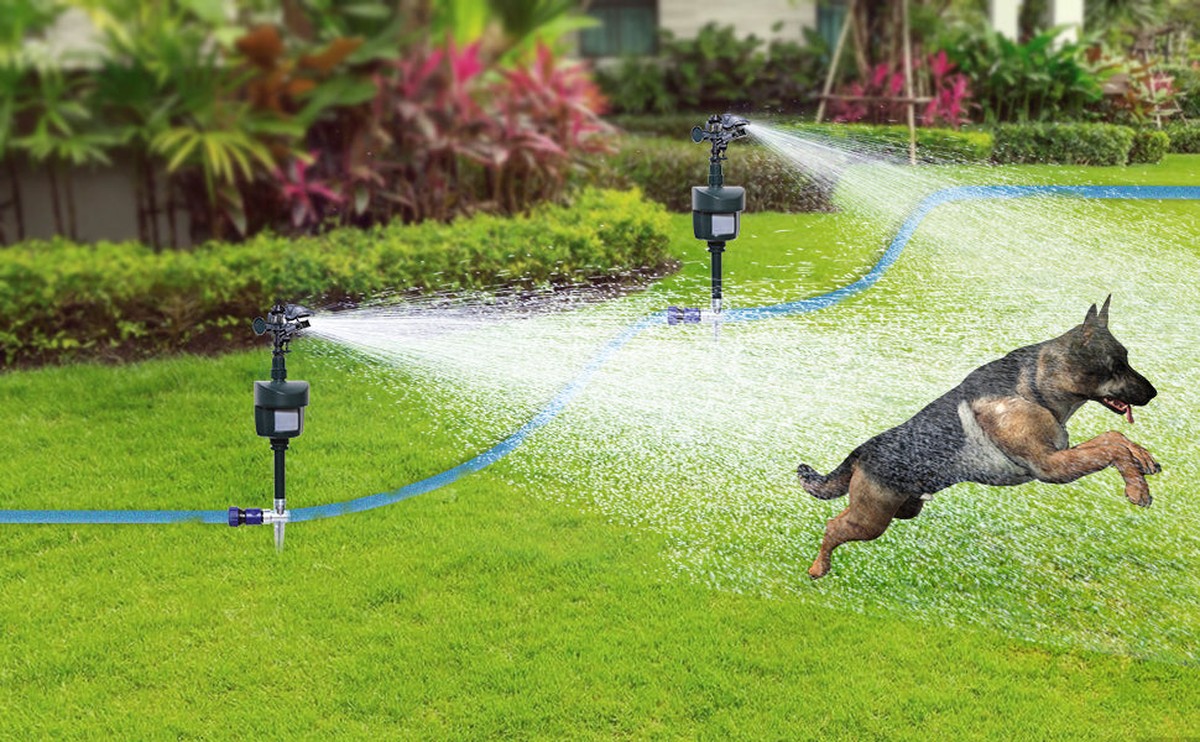 Liščí moč na záhonech: proč to zahradníci skrývají před sousedy - image 2