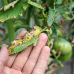 Měď na listech rajčat? Starobylý trik zahradníků proti plísni stojí pod 50 korun