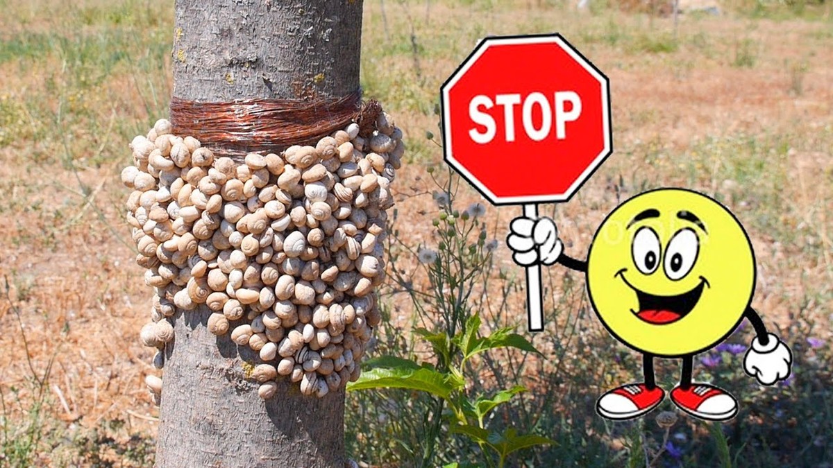 Měď proti slimákům: proč vinař používá tento nealergický nástroj - image 2