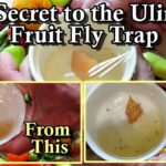 Miska s octem v rohu záhonu? Jak to zastaví každý škůdce za 48 hodin