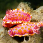 Mořská sůl na slimáky? Věda vysvětluje, proč je to účinnější než jedovaté návnady