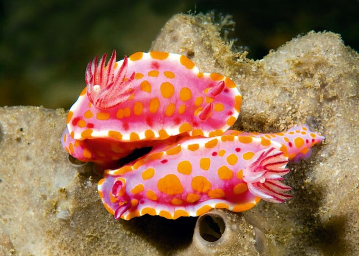 Mořská sůl na slimáky? Věda vysvětluje, proč je to účinnější než jedovaté návnady