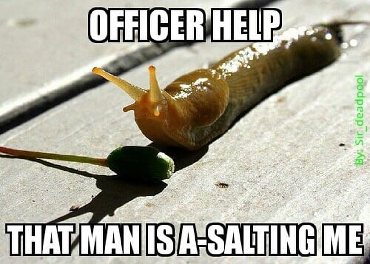 Mořská sůl na slimáky? Věda vysvětluje, proč je to účinnější než jedovaté návnady - image 2