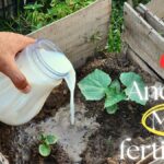 Nataté mléko jako přirozené hnojivo: co vědí němečtí zahradníci