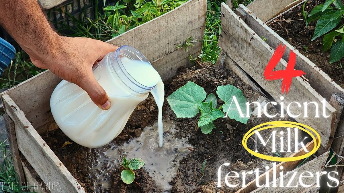 Nataté mléko jako přirozené hnojivo: co vědí němečtí zahradníci