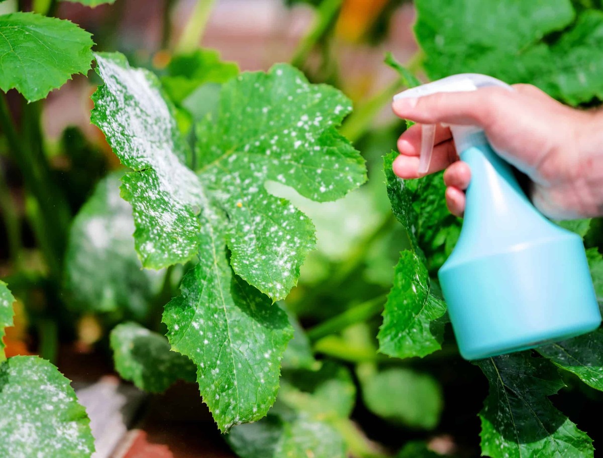 Nataté mléko jako přirozené hnojivo: co vědí němečtí zahradníci - image 1
