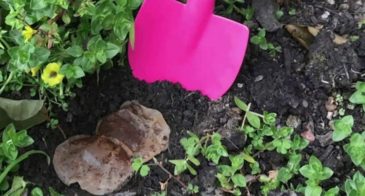 Obálka od čaje v půdě zahrady? Proč to udělat ještě dnes