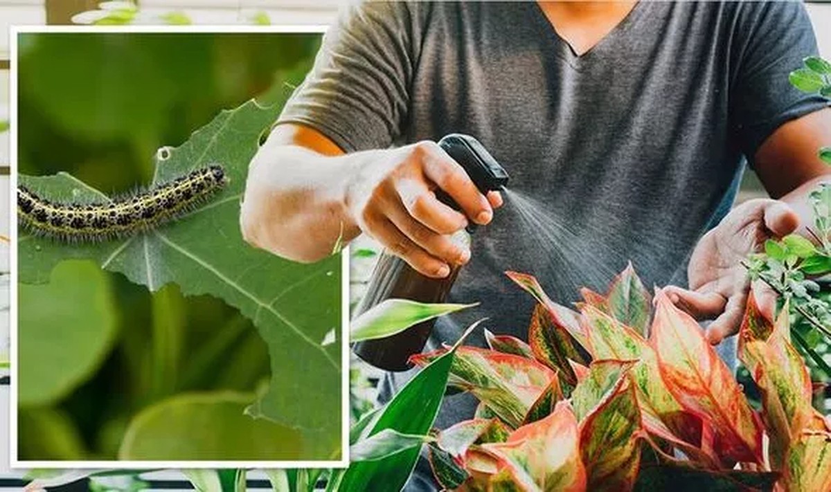 Obyčejné mýdlo v zahradě dělá zázraky proti molům - image 2