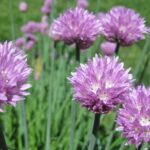 Ocet v zálivce: proč jej hospodyně přidávají do vody na květiny