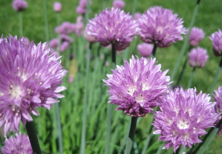 Ocet v zálivce: proč jej hospodyně přidávají do vody na květiny