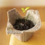 Papírová krabička od vajec jako ideální seed starter pro osivo