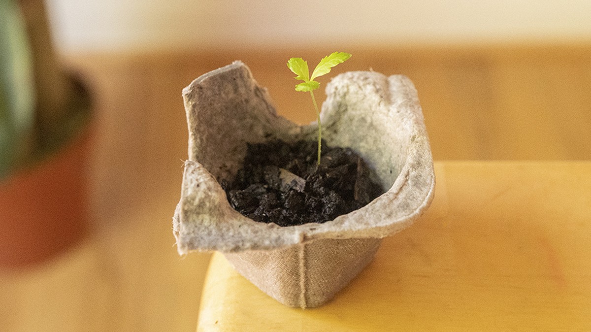 Papírová krabička od vajec jako ideální seed starter pro osivo