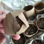 Papírová toaletní rola jako počáteční nádoba na semena. Proč to dělají profesionálové