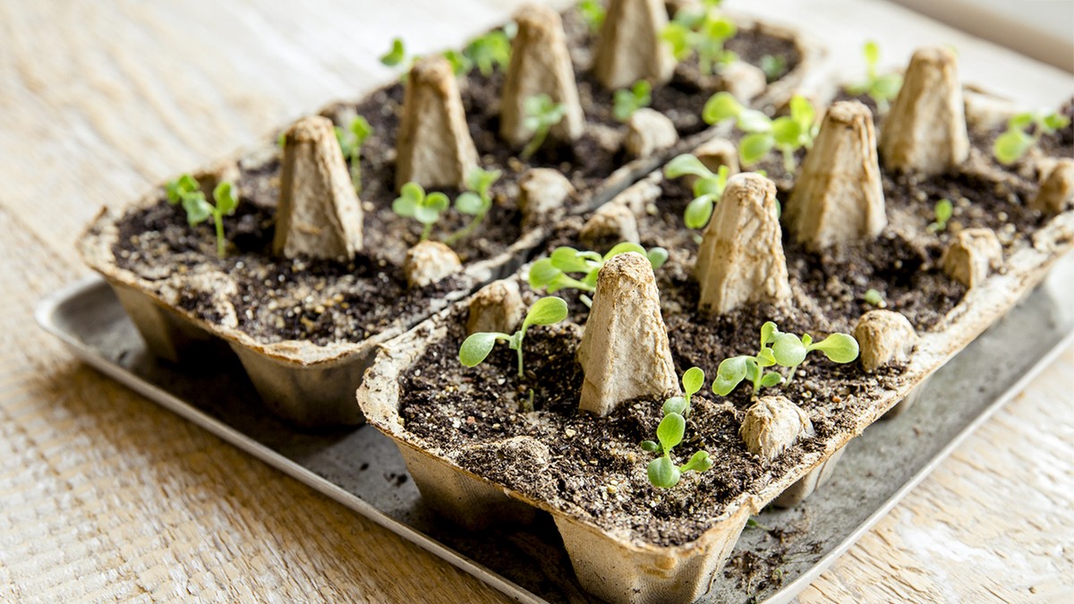 Papírová toaletní rola jako počáteční nádoba na semena. Proč to dělají profesionálové - image 1