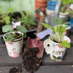 Papírový kelímek v zemi zmírňuje sucho o 40 procent, tvrdí botanici