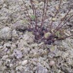 Pivní pulpa jako mulč - proč je levnější a lepší než kůra