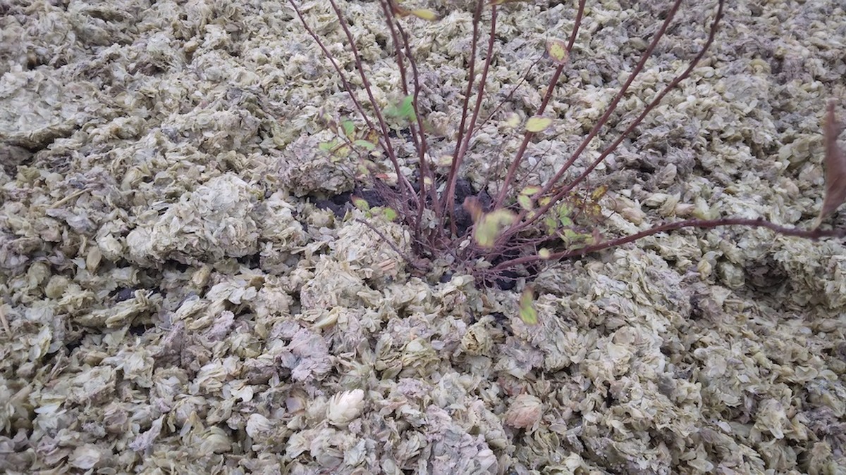 Pivní pulpa jako mulč - proč je levnější a lepší než kůra