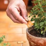 Použitá čajová sáčka do záhonu – proč to nejsou jen zbytky