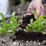 Použitá kávová sedlina v půdě? Proč zahradníci s tím skončí s větším урожajem