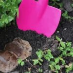 Použitý čajový sáček na zahrádce: levný způsob, jak chránit rostliny před hmyzem