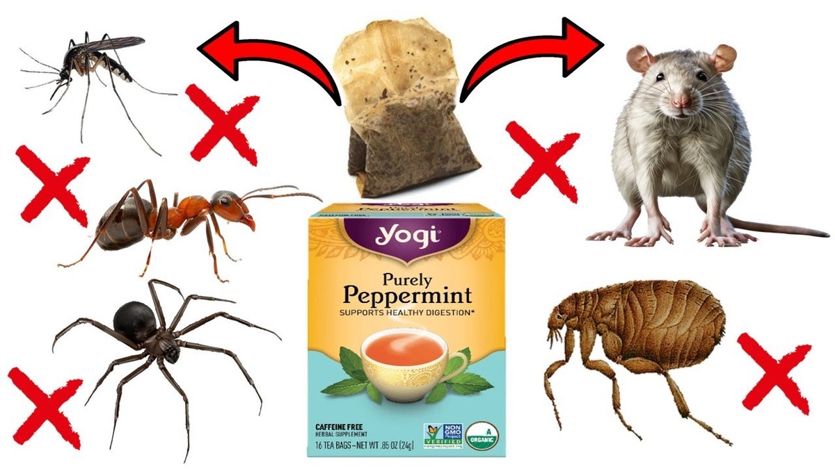 Použitý čajový sáček na zahrádce: levný způsob, jak chránit rostliny před hmyzem - image 1