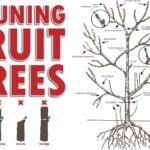 Proč experti na ovocné stromy řežou v únoru, ne v listopadu