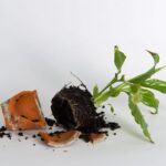 Rozbitý květináč nevyhazujte: 5 života měnících využití v zahradě