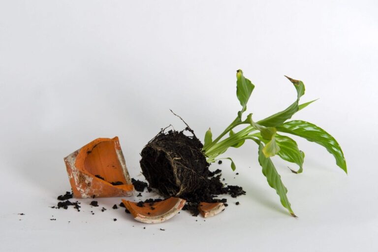 Rozbitý květináč nevyhazujte: 5 života měnících využití v zahradě