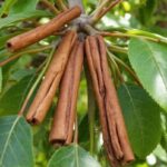 Skořice do půdy: levný trik gegen běžné choroby rostlin