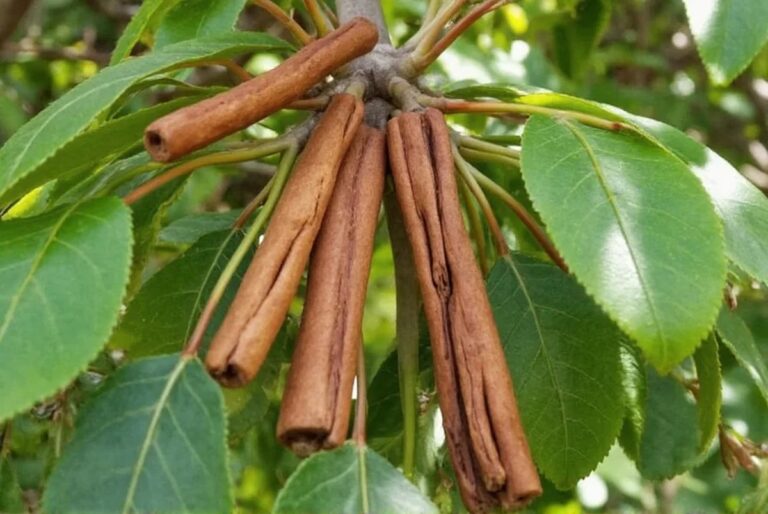 Skořice do půdy: levný trik gegen běžné choroby rostlin